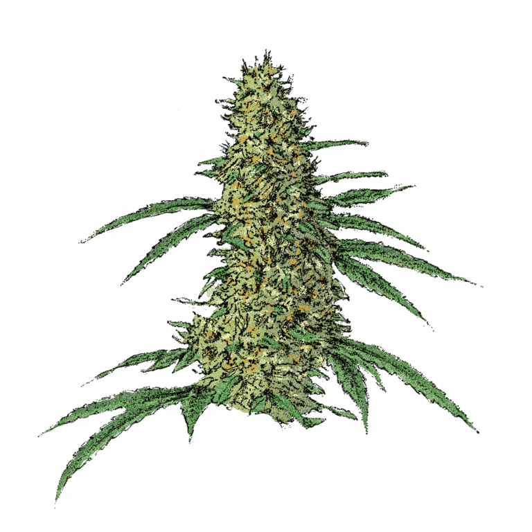 Nicole Kush Cannabissamen