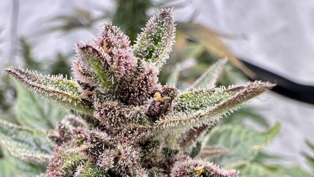 Wie Cannabis wirkt - THC Wirkung - Endocannabinoid-System