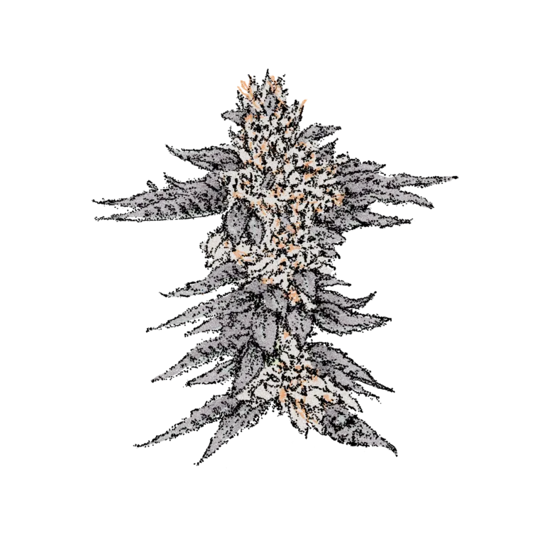 Gelato (Fast) - Fastflower Cannabissamen