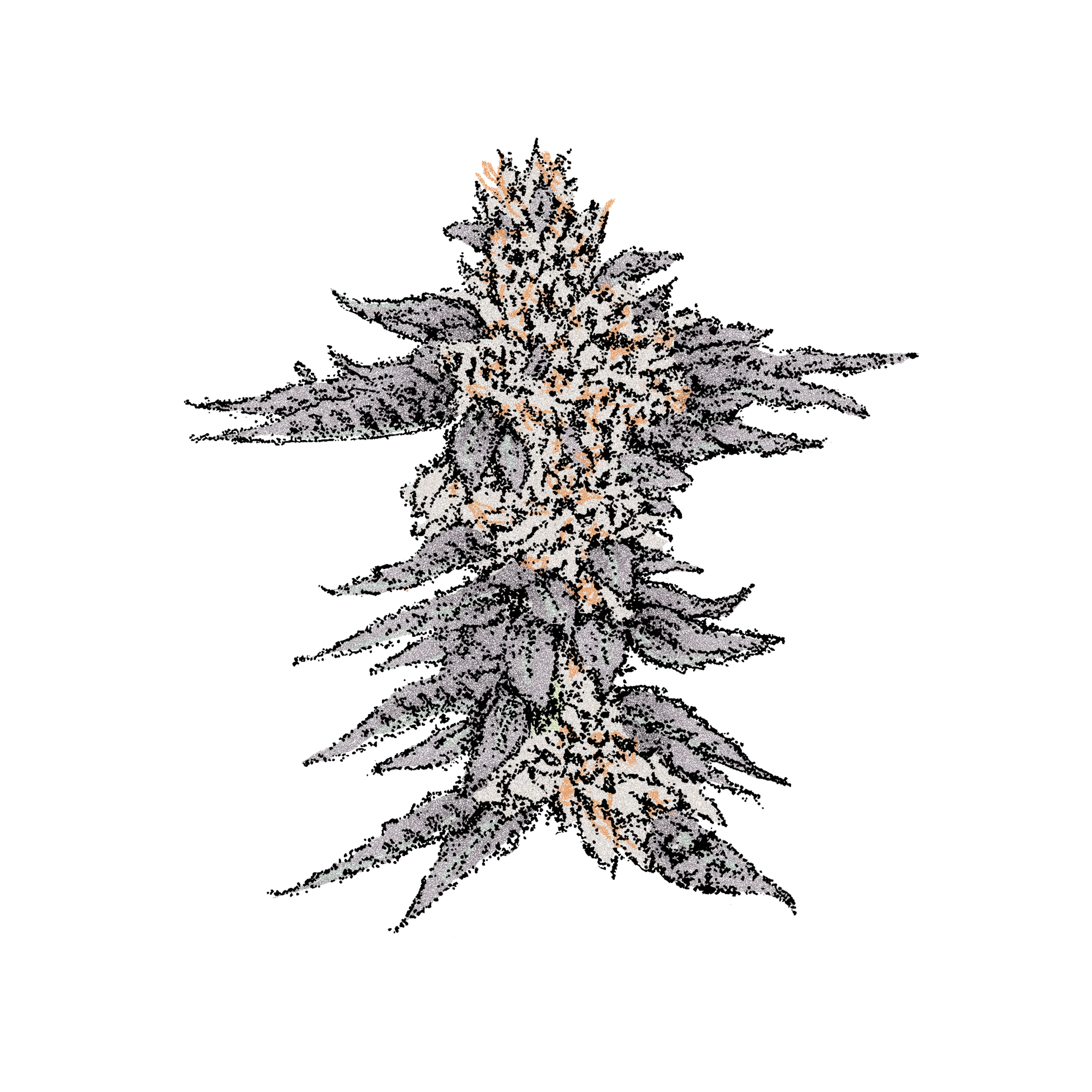 Gelato (Fast) - Fastflower Cannabissamen