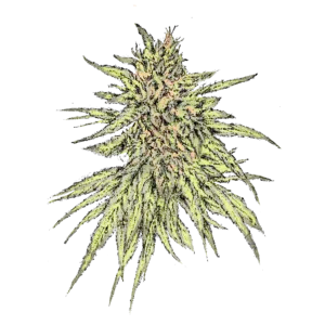 L.I.P. CBD (Fast) Cannabissamen