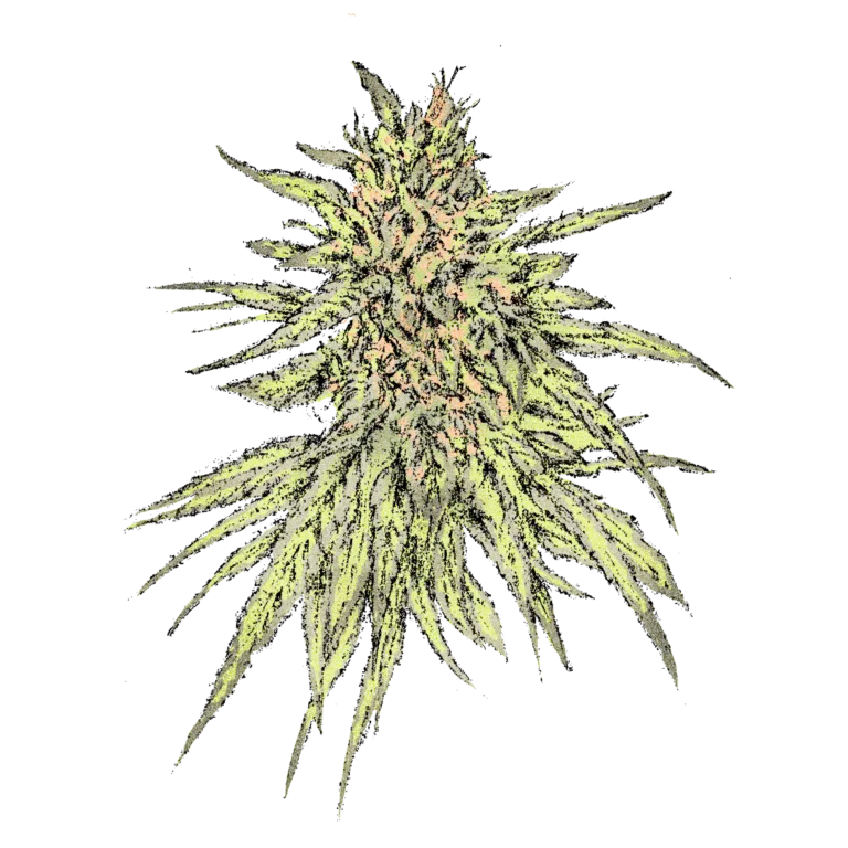 L.I.P. CBD (Fast) Cannabissamen