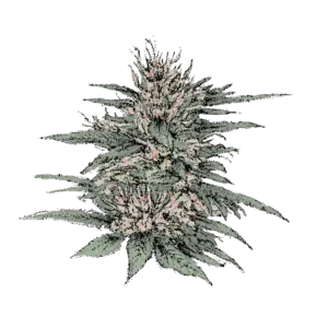 Mandarine CBD (Fast)