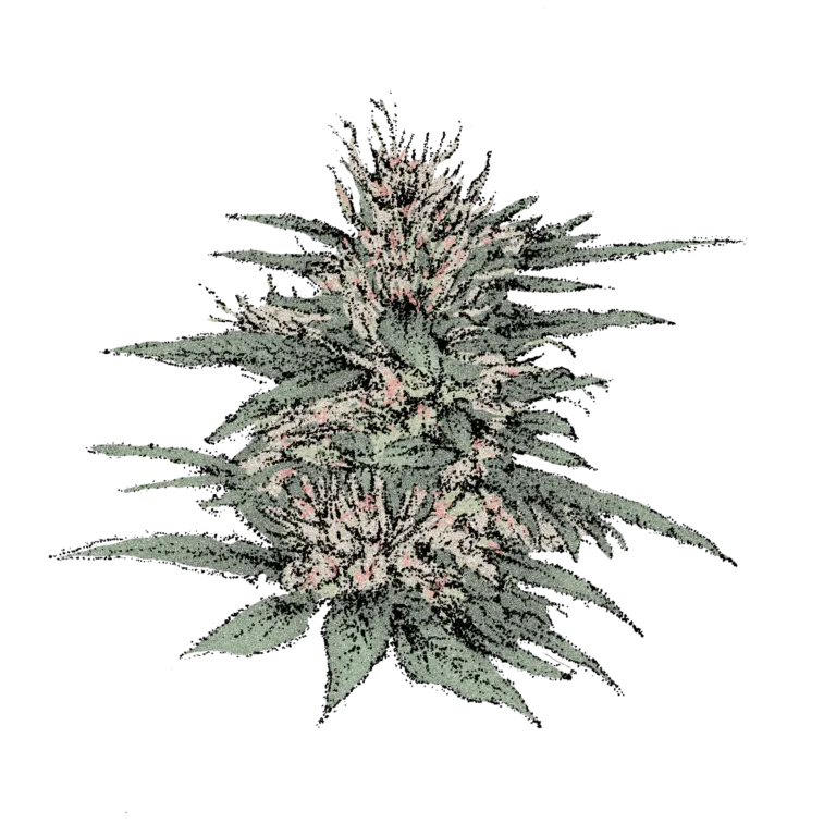 Mandarine CBD (Fast)