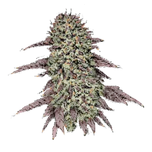 Biscotti (Fast) Cannabissamen