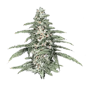Blueberry (Auto) Cannabissamen