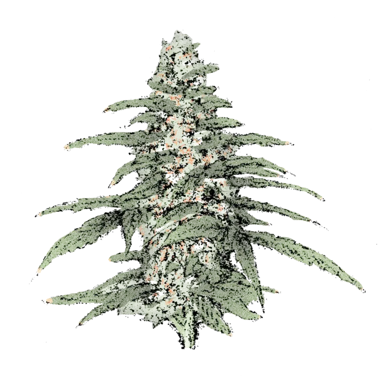 Blueberry (Auto) Cannabissamen