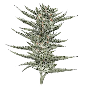 Bruce Banner (Auto) Cannabissamen