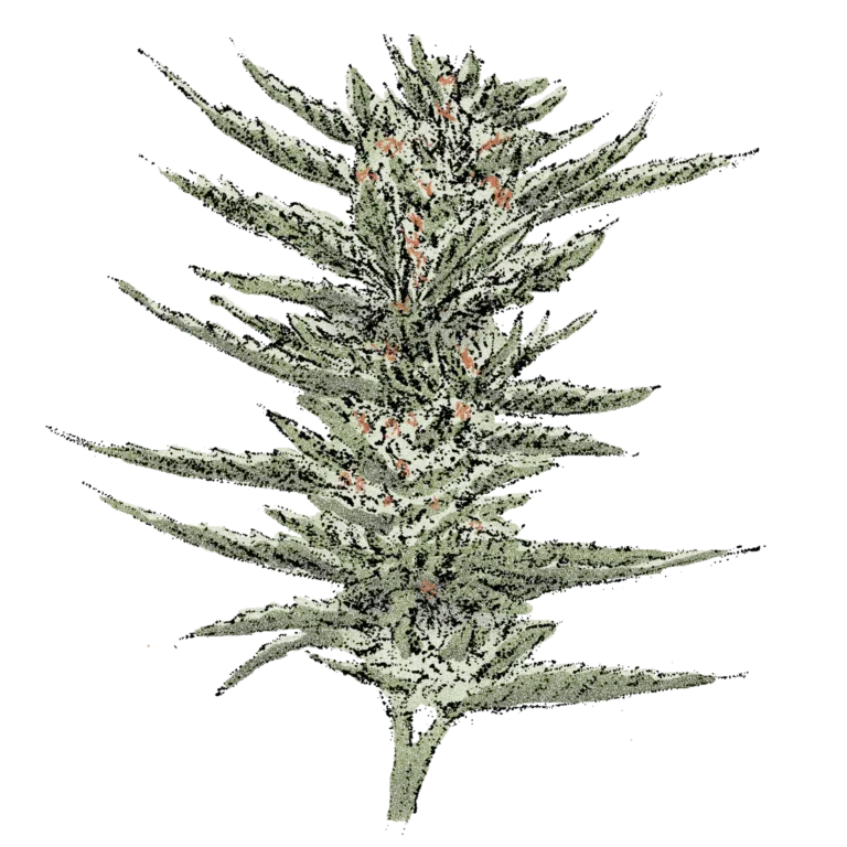 Bruce Banner (Auto) Cannabissamen