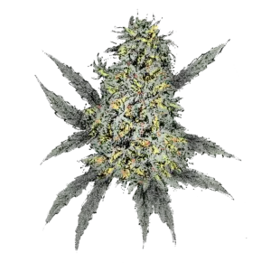 Bubble Gum (Auto) Cannabissamen