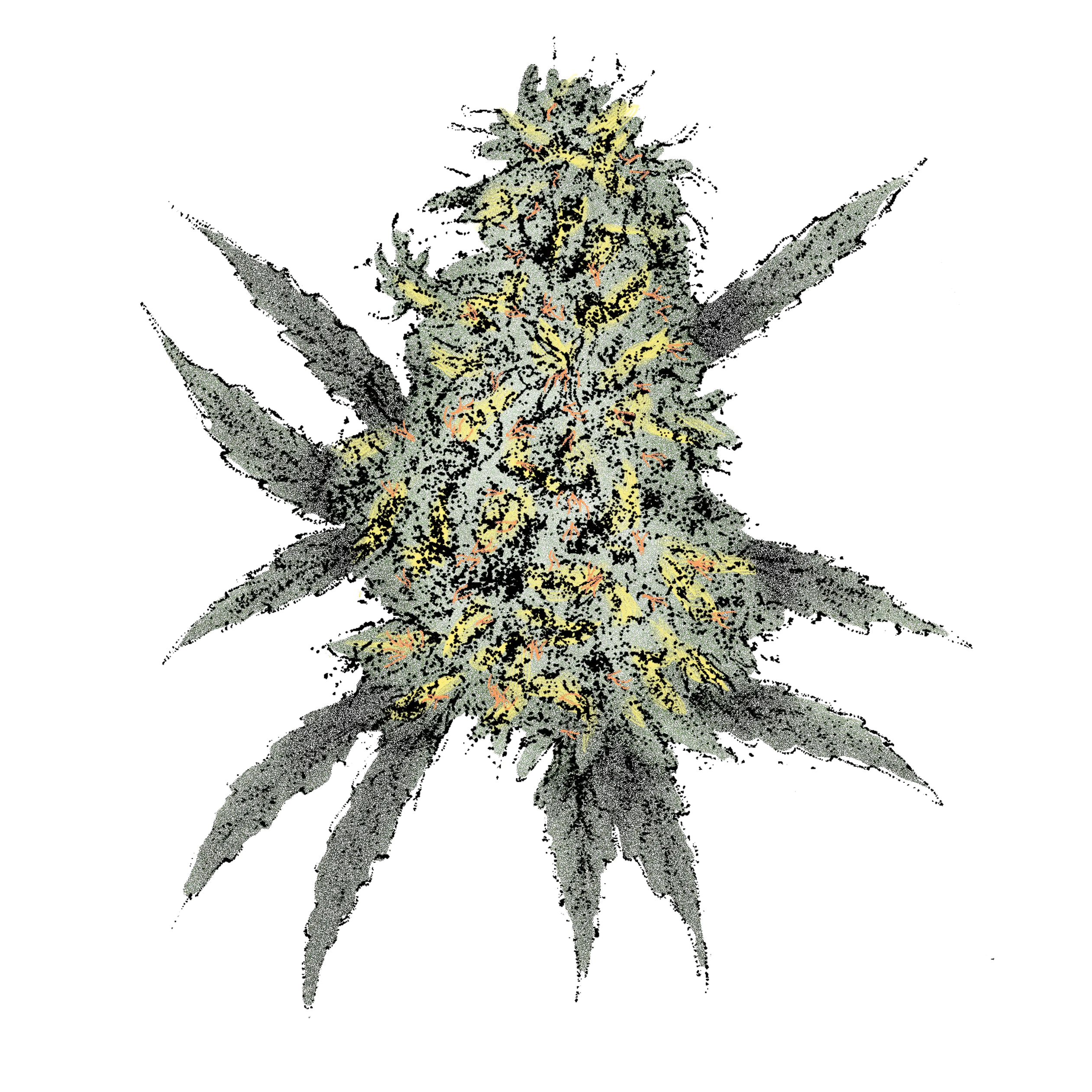 Bubble Gum (Auto) Cannabissamen