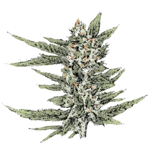 Cheese (Fast) Cannabissamen