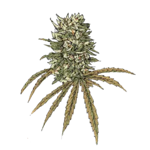 Lemon Amnesia 1:1 CBD/THC (Auto)