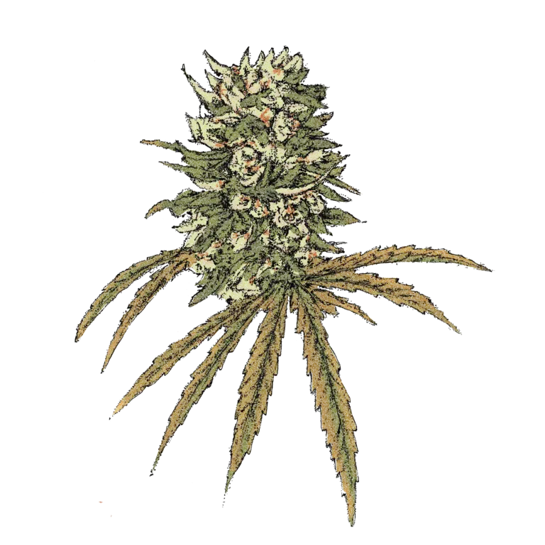 Lemon Amnesia 1:1 CBD/THC (Auto)