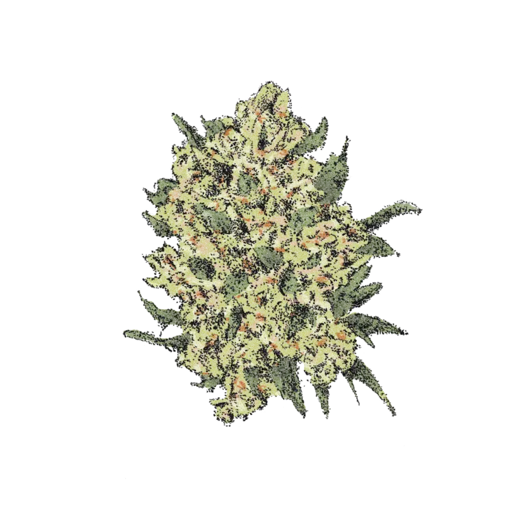 Lemon Amnesia (Auto)