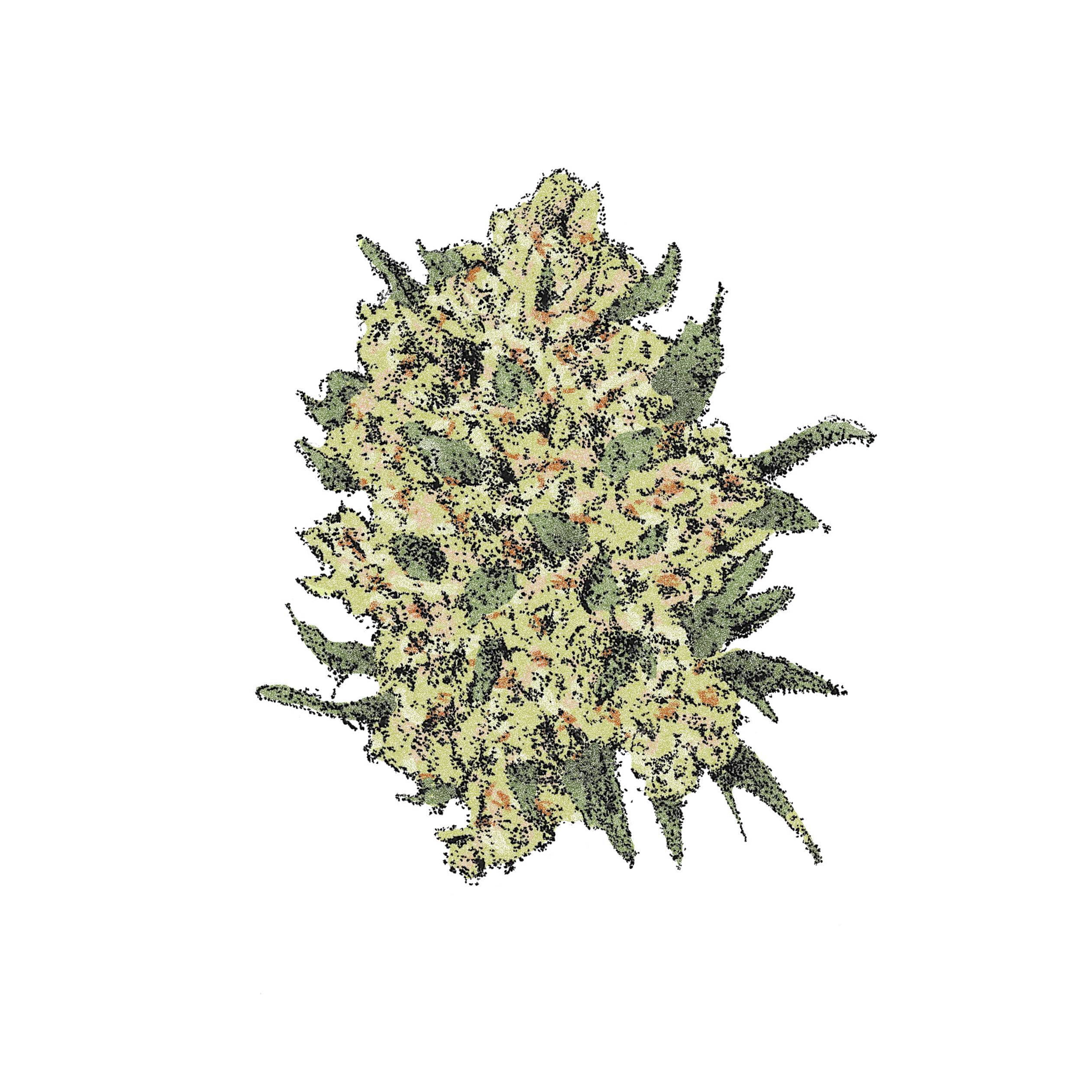Lemon Amnesia (Auto)