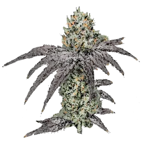 Mimosa (Fast) Cannabissamen
