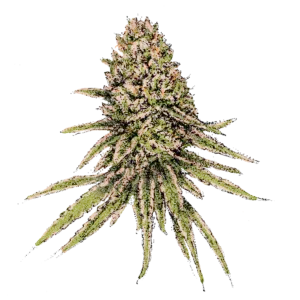 Solodiol 1:1 CBD/THC (Auto) Cannabissamen