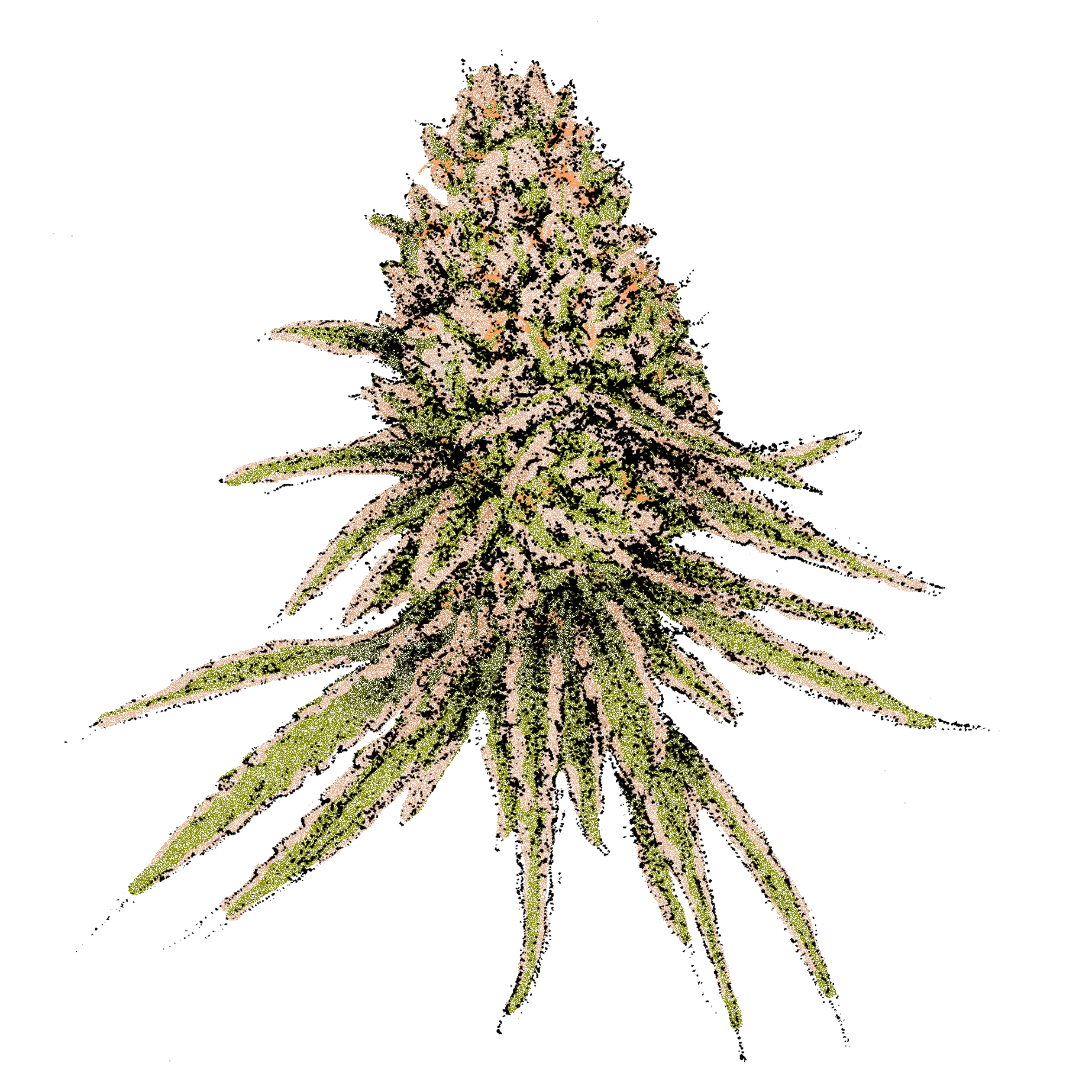 Autoflower Samen von gutmut saatgut kaufen