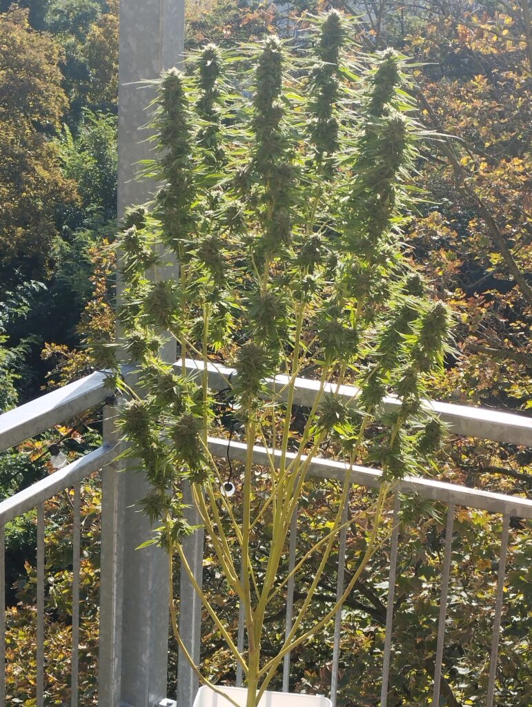 Eigenanbau in Deutschland als anderer Weg der Legalisierung