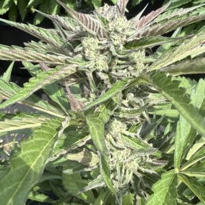 Eva (Auto) - Grape Glue x Grape Glue