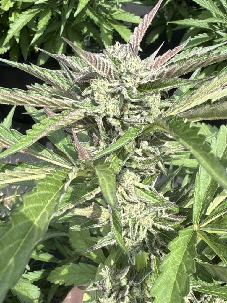 Eva (Auto) - Grape Glue x Grape Glue