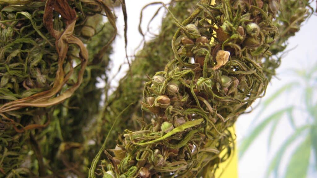 Cannabis vor der Sinsemilla Revolution - Blüte mit Samen