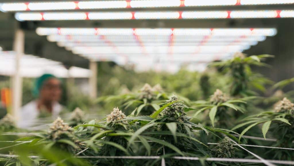Indoor-Anbau als Folge des War on Drugs Cannabis