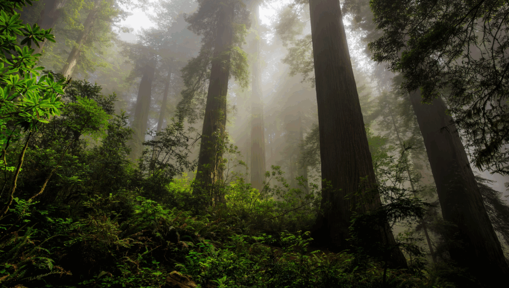 Redwood-Wälder im Emerald Triangle, historisch abgeholzt