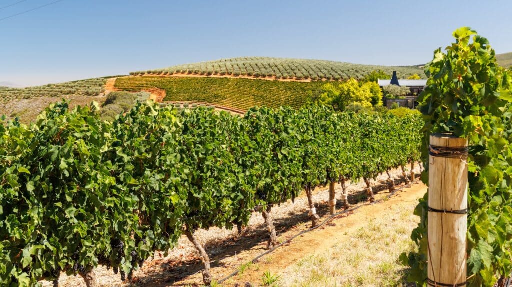 Terroir Idee Appellationen fuer Cannabis aus Kalifornien