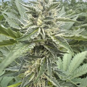 Jutta (Auto) - Gelato 45 x GMO