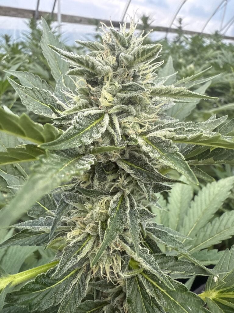 Jutta (Auto) - Gelato 45 x GMO