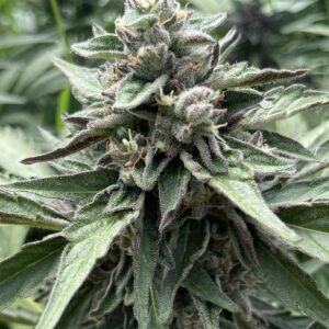 Monika (Auto) - Runtz x Gelato 41