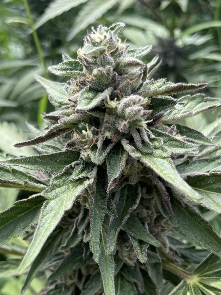 Monika (Auto) - Runtz x Gelato 41