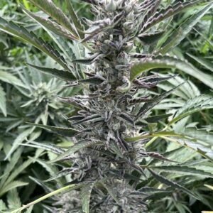 Angelika (Auto) - Grape Glue x Gelato 41