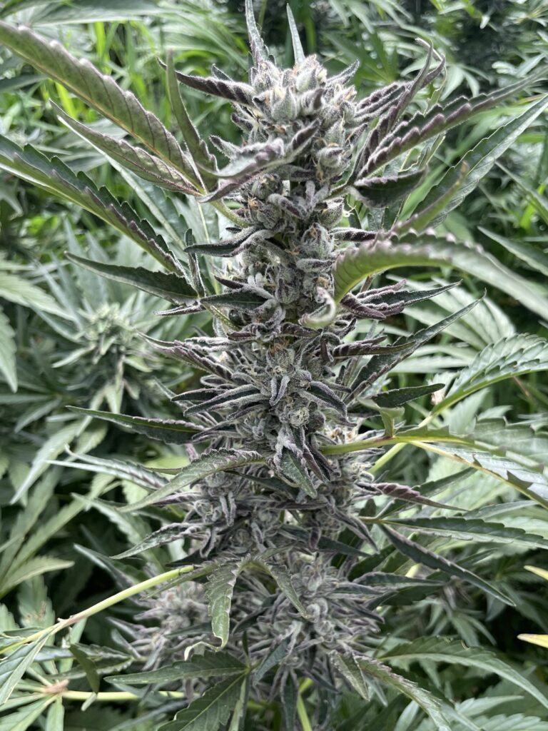 Angelika (Auto) - Grape Glue x Gelato 41