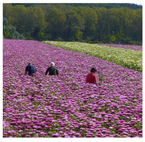 Asternselektion der International Seeds Processing am Moorberg