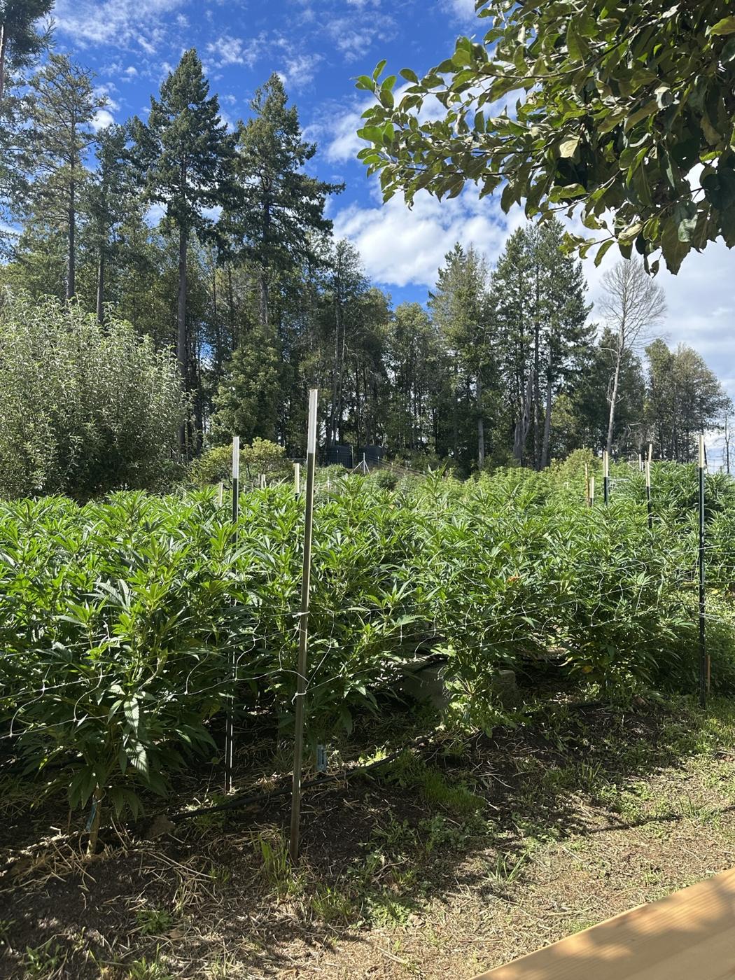 Reihen junger Cannabispflanzen in einem Garten