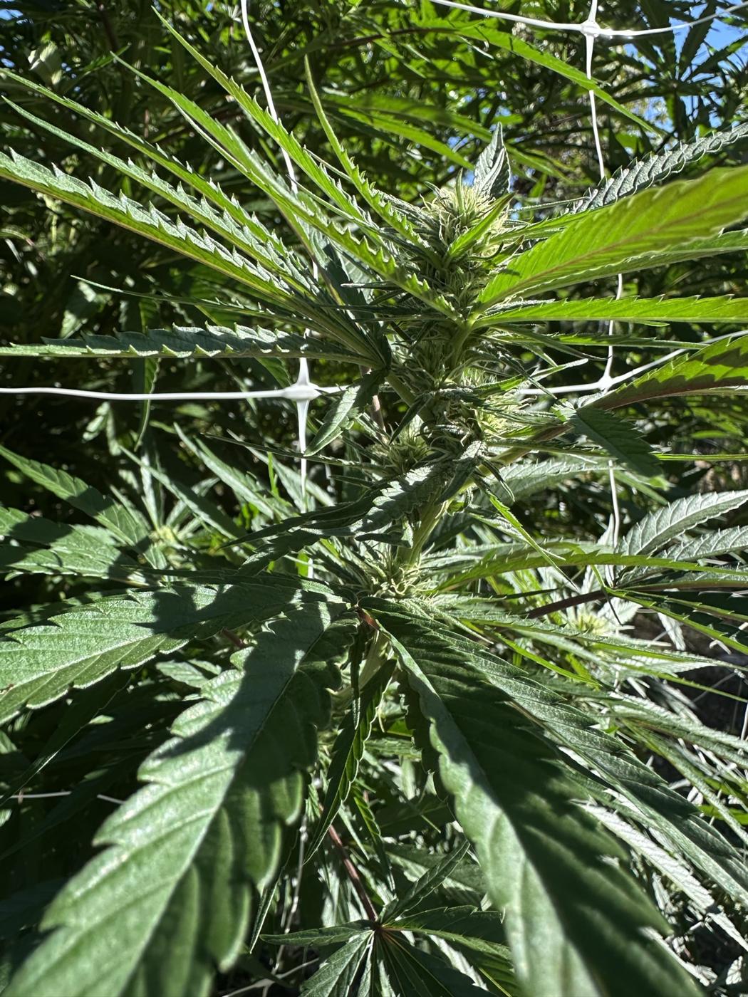 Nahaufnahme eines großen Cannabisblatts im Gegenlicht