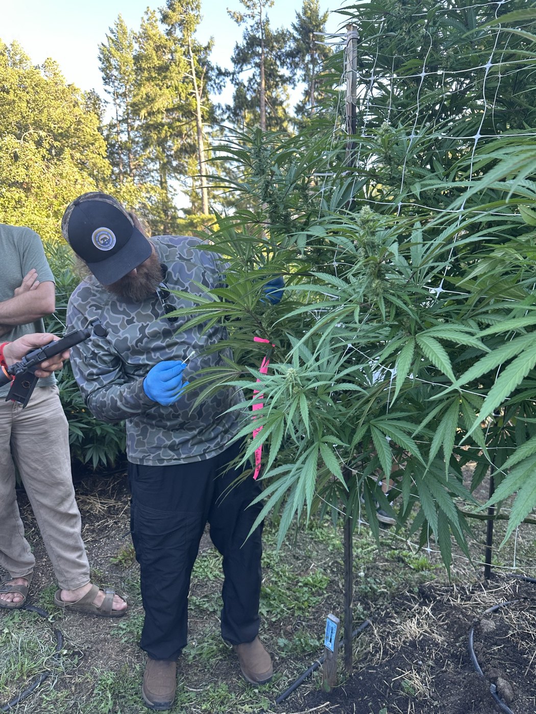 Züchter beugt sich mit blauen Handschuhen über eine Cannabispflanze und bestäubt eine Blüte, rosa Markierband am Zweig