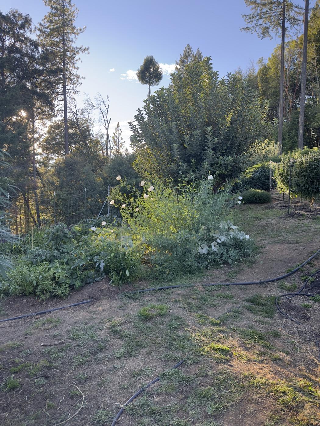 Garten im Abendlicht mit blühenden Sträuchern