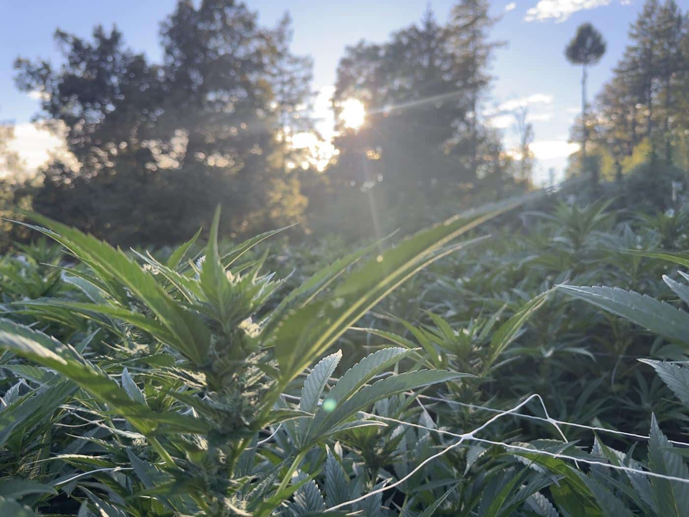 Pflanzen im Gegenlicht der tiefstehenden Sonne