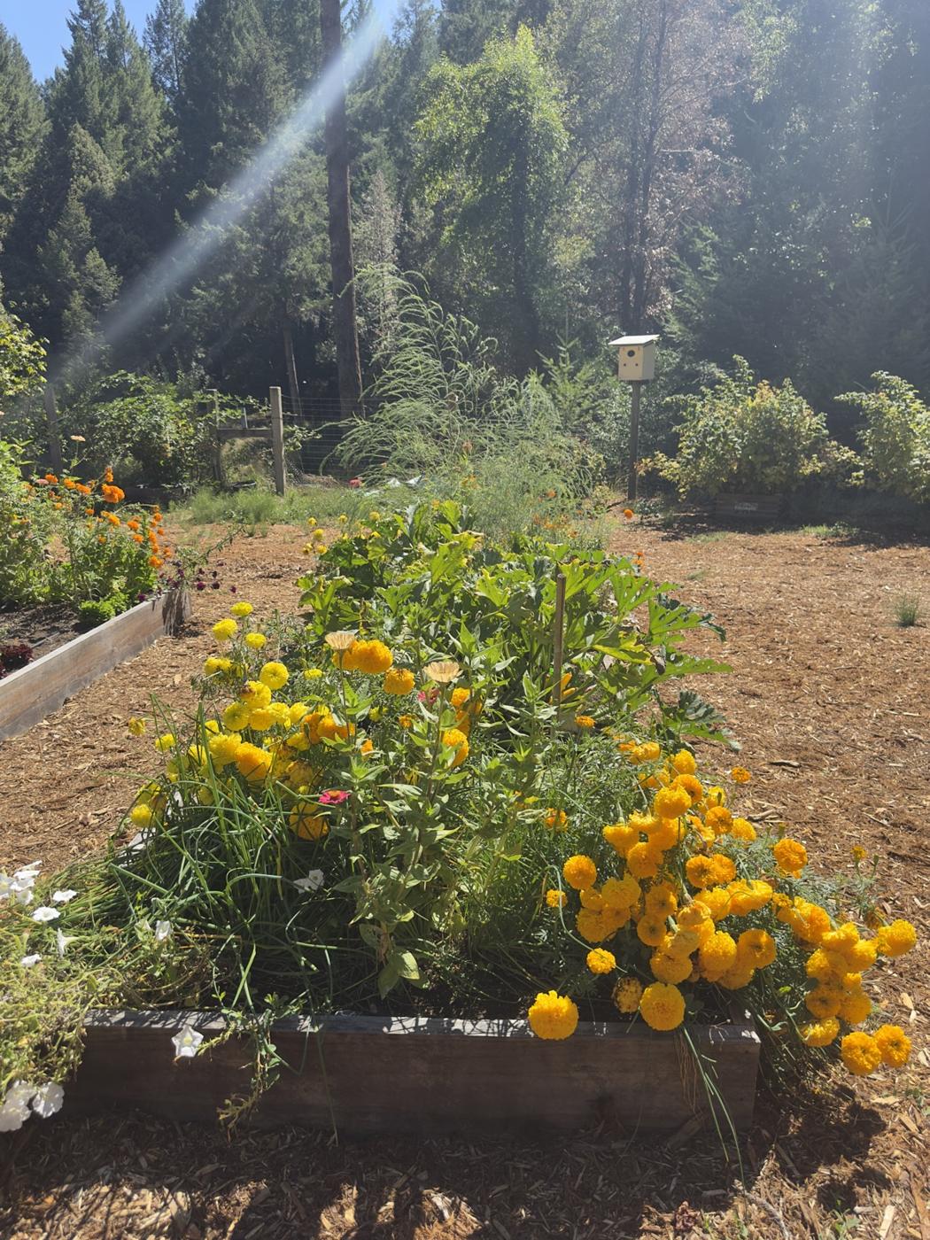 Gelbe Tagetes vor Cannabispflanzen