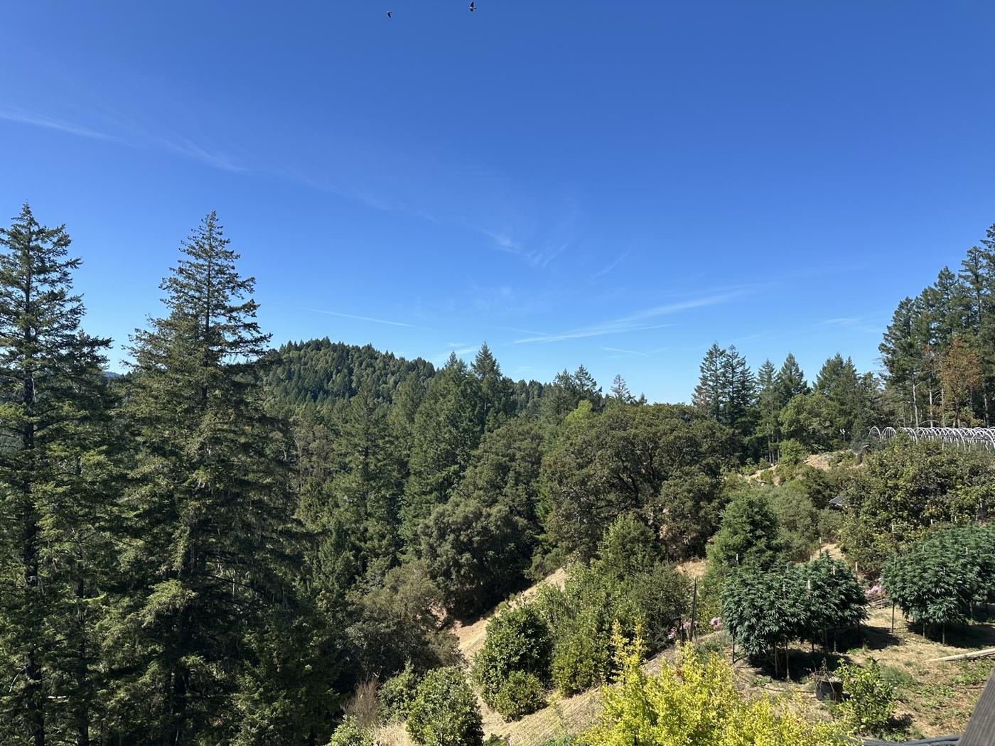 Waldtal unter blauem Himmel