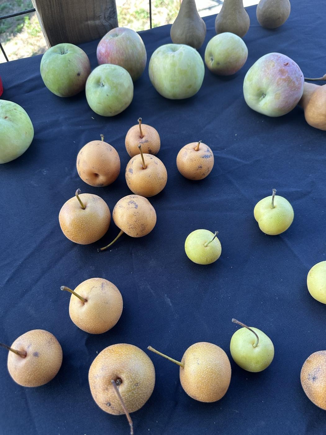 Äpfel und Birnen aus dem Garten auf einem Tuch