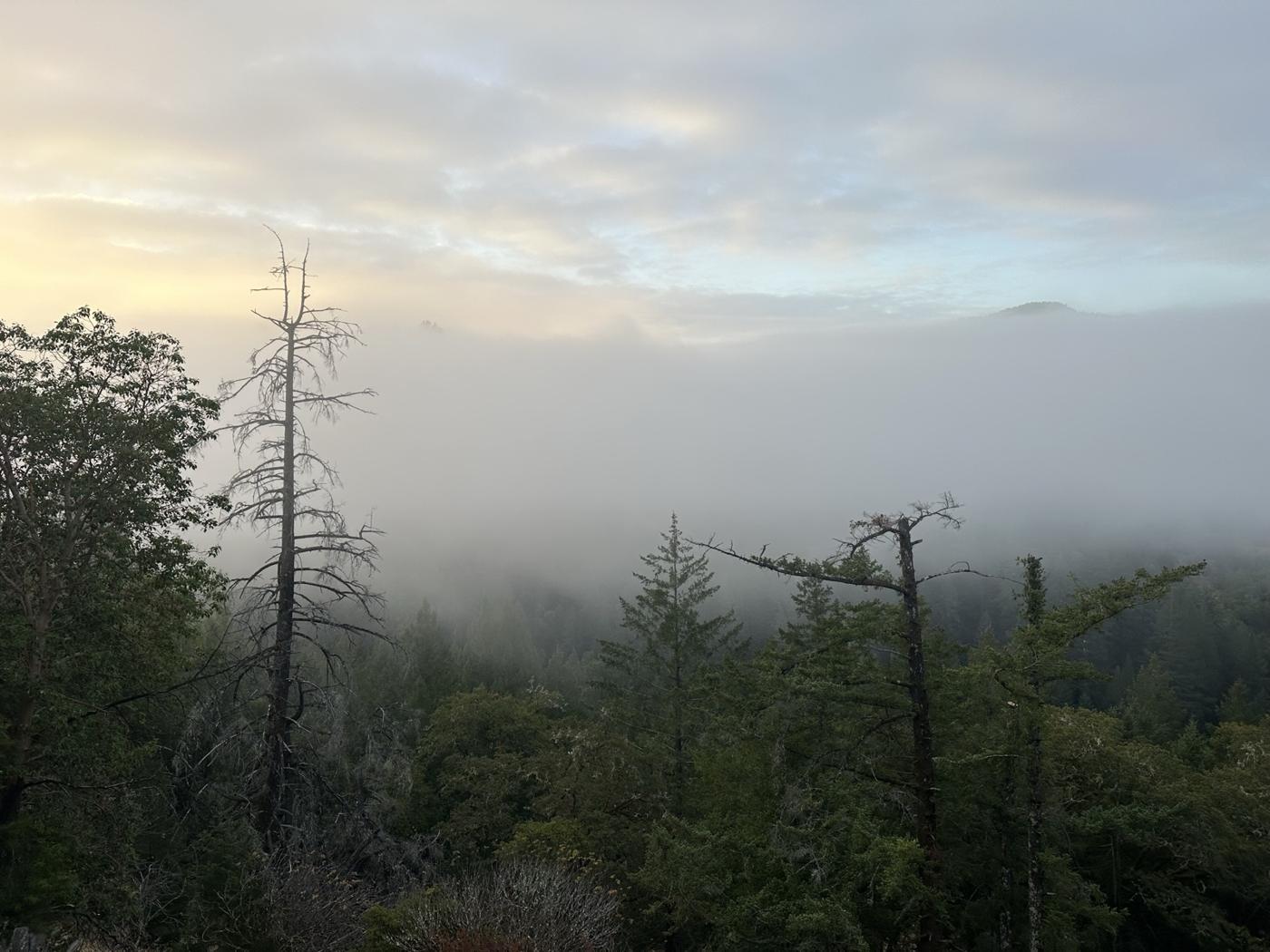 Nebel liegt in den Tälern, Nadelbäume im Vordergrund