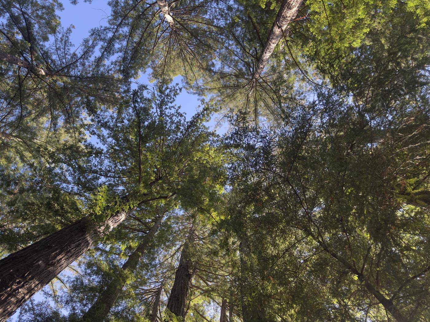 Blick nach oben in die Kronen der Redwoods
