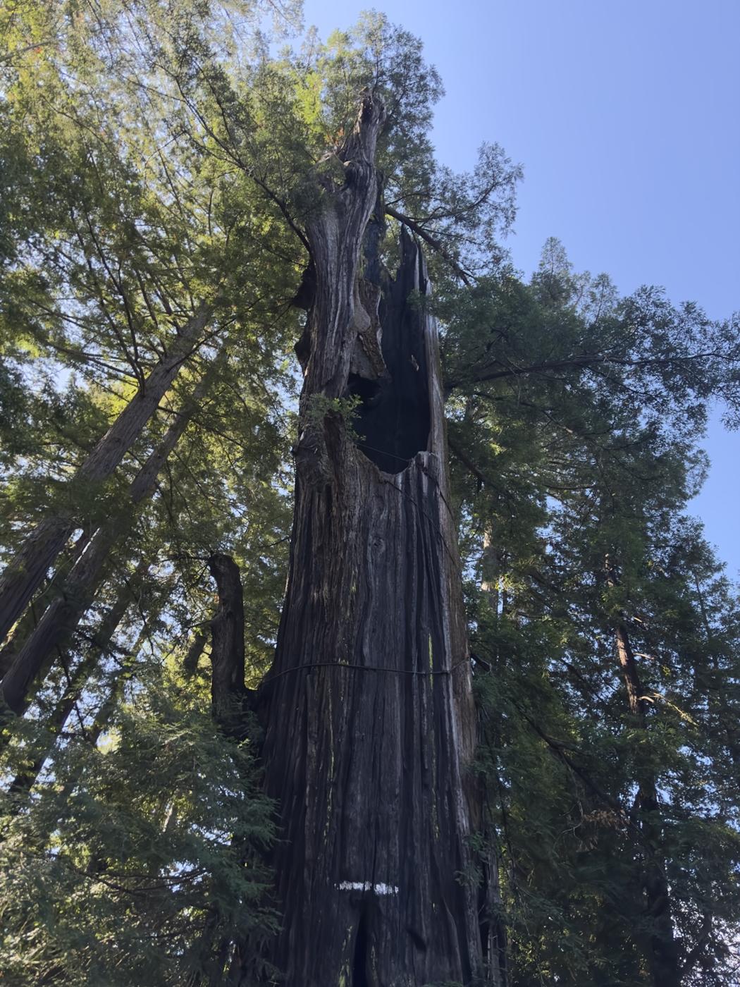 Riesiger Redwood-Stamm von unten