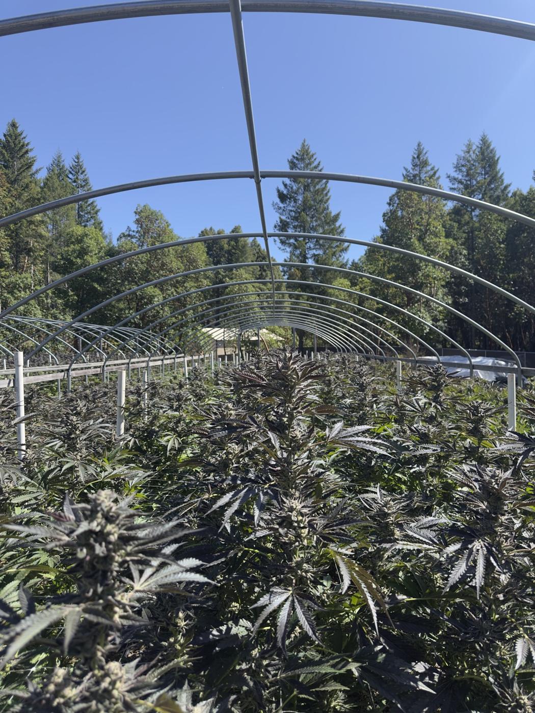Pflanzen unter Folienbögen mit Wald dahinter