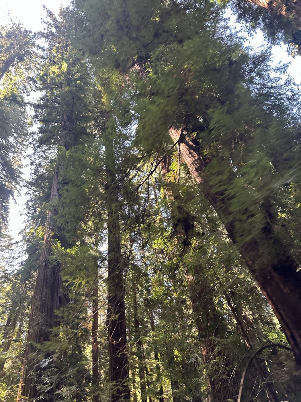 Redwood-Stämme von unten